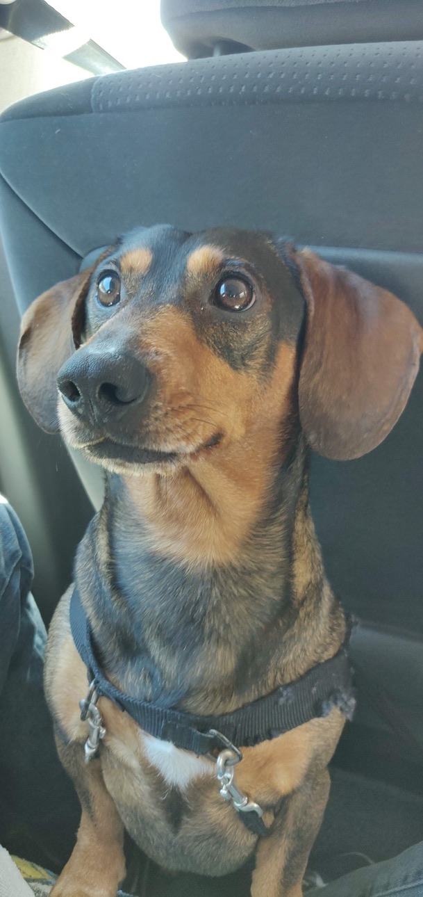 Francisco's dachshund riding shotgun